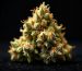 freepik__closeup-of-glistening-cannabis-buds-against-a-blac__10771